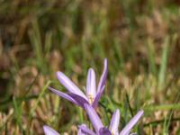 Violette Herbstzeitlose Blüten auf der Wiese